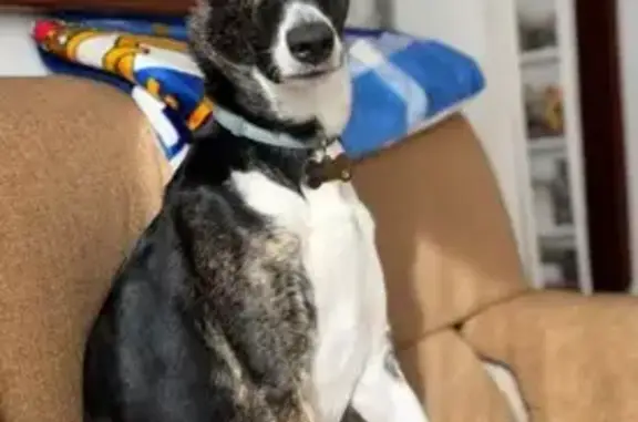 Perro perdido, Calle Francisco Diez Martinez, 159, Torrevieja — hembra miedosa, negra con patas blancas - photo
