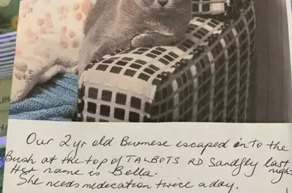 Lost female cat, Talbots Road, 178, Kingborough, Margate — small grey Blue Burmese - photo