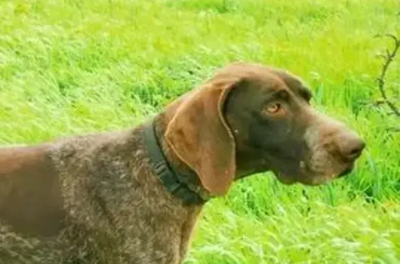 Perro perdido, hembra, Antimio...