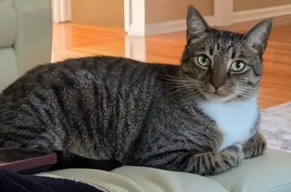 Lost cat, Brookwood Way, 7465, Cumming, Arlington — male gray tabby with green eyes - photo
