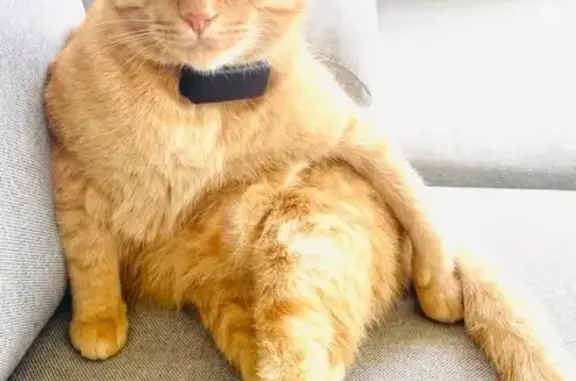 Lost male cat, Old Coast Road, 2743, Mandurah, Strathfield — ginger coat and greeny-yellow eyes - photo