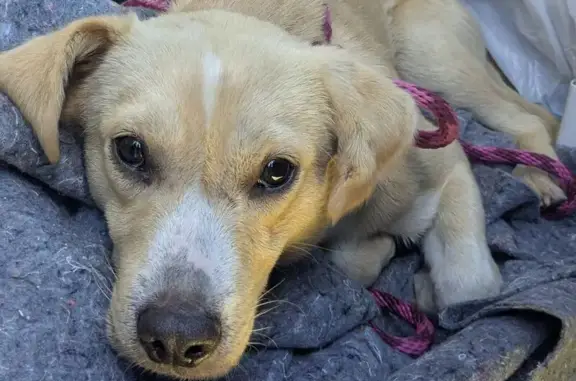 Found dog Hamlet, photo: Found male dog, Hamlet — hit by a car on Hwy 74