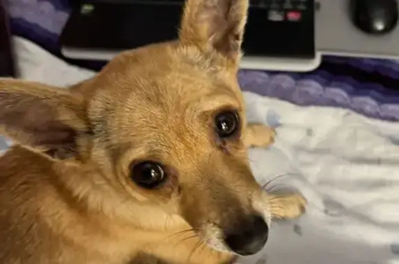 Missing dog Moonee Valley, photo: Lost dog, Section Road, 180, Hume City, Moonee Valley — female, small and tan