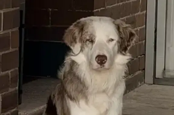 Lost pets Georges River Council, photo: Lost dog, Stoney Creek Road, Sydney, Georges River Council — male, white and brown merle