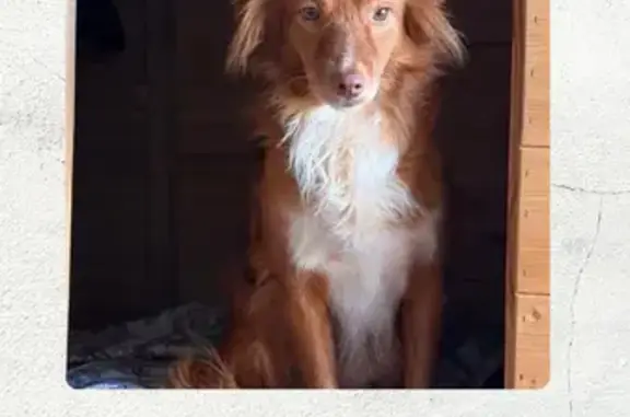 Perro perdido, Carrer 210, 3, Sallent, Manresa — podenco marrón y muy miedoso - photo