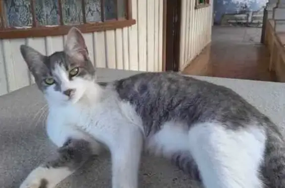 Gato perdido, Rua Coronel José Miró, Ponta Grossa — dócil, cinza com branco, 6 kg - photo