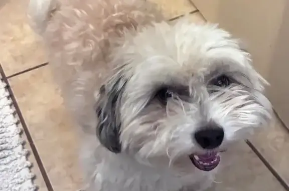 Lost Dog, Traditional Way, 4414, Shawnee — small male Yorkie-Poodle mix with black and white collar - photo