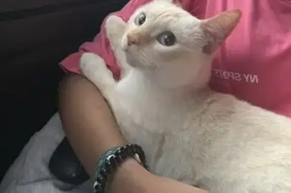 Gato perdido, hembra, Calle de Lucio Anneo Séneca, 23, Oliver-Valdefierro — muy cariñosa - photo