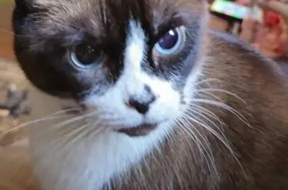 Lost cat, female, Southwest 18th Avenue, 2710, Ocala — brown-and-white Siamese - photo