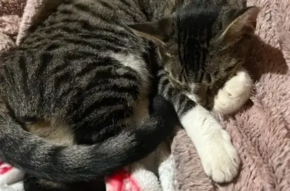 Missing cat Houston, photo: Lost male cat, Lindsay Street, 5325, Houston - clipped ear