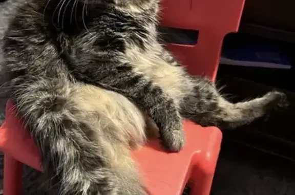 Missing cat Bossier City, photo: Lost female cat, Blanchard Loop, Louisiana, Bossier City — tortoiseshell tabby with a mint green collar