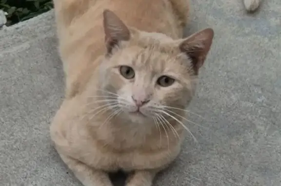 Gato encontrado Mexico City, foto: Gato encontrado, San Nicolás de los Garza, Nuevo León, Mexico City — llevaba un collar azul