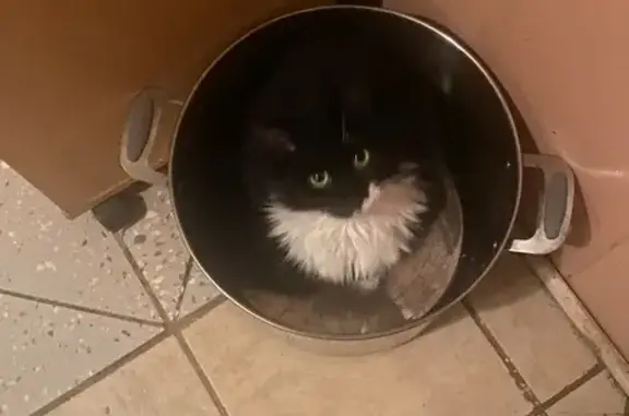 Lost cat, Schuylkill Avenue, Reading, Plymouth Meeting — female tuxedo cat with white paws - photo