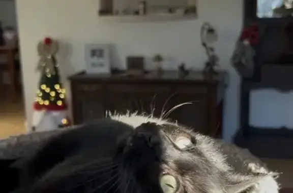 Lost cat, Sparrow Avenue, Firestone, Reno — female with green eyes and distinctive ear tufts - photo