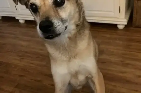 Lost dog, Stockton Street, 420, Jacksonville — medium-sized, chipped - photo