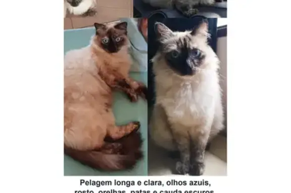 Gato perdido, Rua 5, 722 — fêm...
