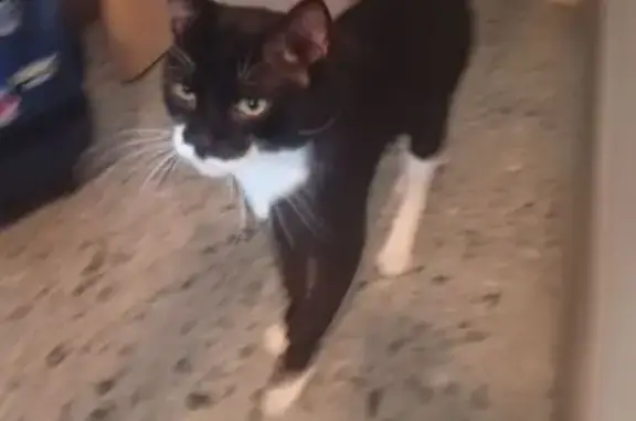 Gato encontrado, macho, Calle...