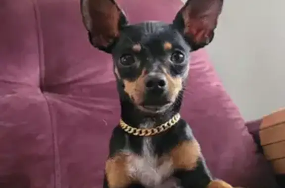 Cachorro perdido, Rua Caçapava...