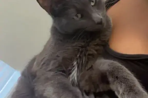 Lost male cat, 23rd Avenue, Sweet Home, Arlington — gray with white on his neck and chest - photo