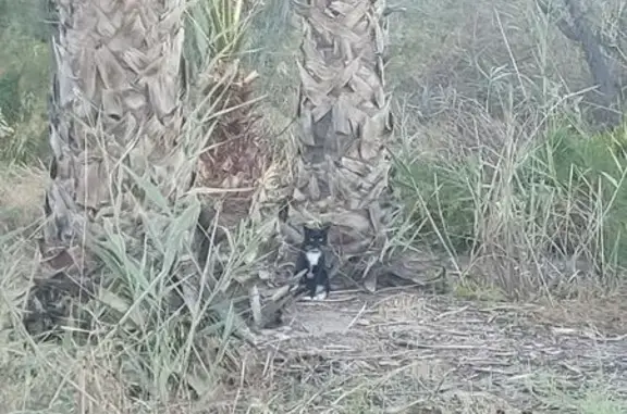 Encontrado gato, Camino de los...