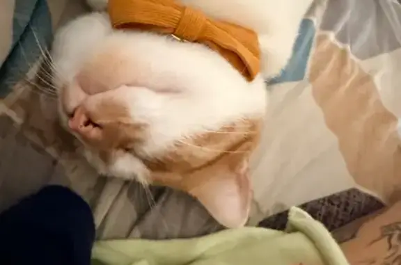 Missing cat Midland, photo: Lost cat, male, Neely Avenue, 3703, Midland — orange and white, shy at first
