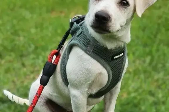 Lost Dog, male, Freeman Avenue, 11864, Hawthorne, Los Angeles — Chihuahua mix with a yellow/beige collar - photo