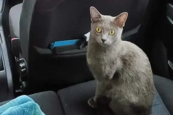 Lost cat, Enslin Road, London — very small female with green/yellow eyes - photo