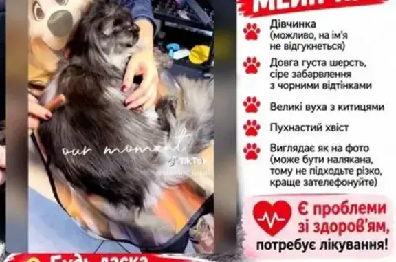 Потерянні тварини Дніпро, фото: Зникла кішка, дівчинка, Дніпро, Дніпропетровська область, Дніпро — проблеми з оком, два нашийники