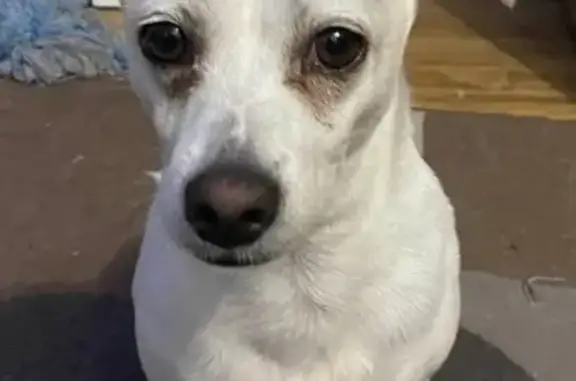 Lost dog, Semillon Crescent, 41, City of Campbelltown, Campbelltown — male - photo