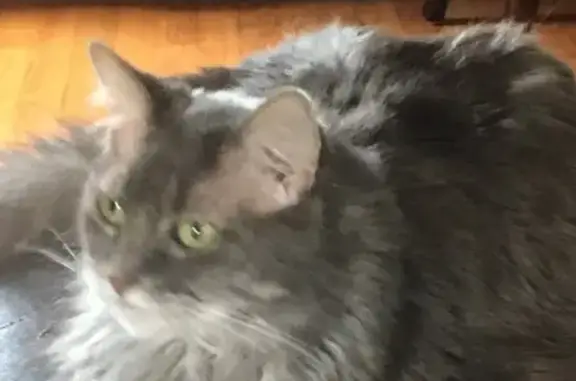 Missing cat Utica, photo: Lost cat, 19 Mile Road, Clinton Township, Utica — friendly 15-year-old female named Pearl