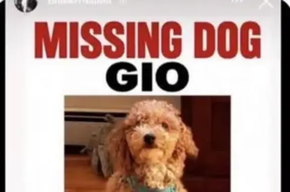 Lost dog, Flatbush Avenue, 1220, Manhattan — male brown mini poodle mix - photo