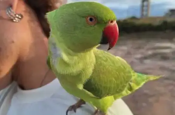 Perdida pássaro, Avenida Visconde do Rio Branco, 2449 — ring neck verde, fêmea, 1 ano - photo