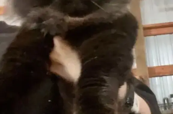 Found cat Port Orchard, photo: Found cat, Port Orchard, Washington, Arlington — female, medium-to-long black-and-gray hair