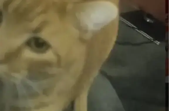 Lost male cat, Station Hill Road, Bandy, Amonate — neutered orange tabby - photo