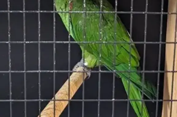 Lost pets Sydney, photo: Lost Bird, Montella Place, Liverpool City Council, Sydney — small Hahn’s Macaw with bright green feathers