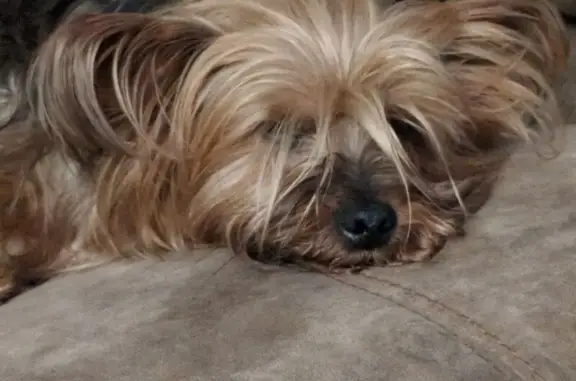 Lost dog, Blue Springs Road, 4717, Cleveland — male with black, tan and blonde coat - photo