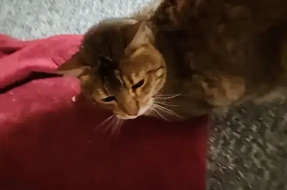 Found female cat, South Lakesh...