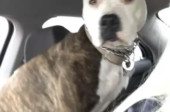 Lost dog, North Springfield Avenue, 1201, Rockford — female with a bad ACL - photo