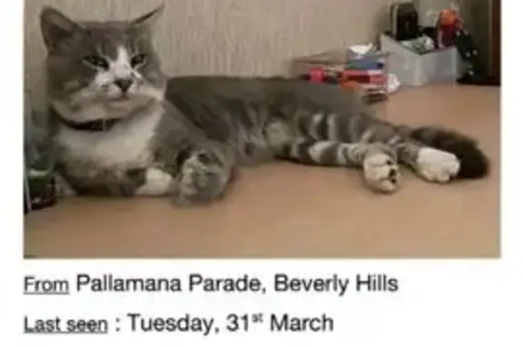 Lost cat, Pallamana Parade, 70, Georges River Council, Sydney — male with a bushy tail - photo