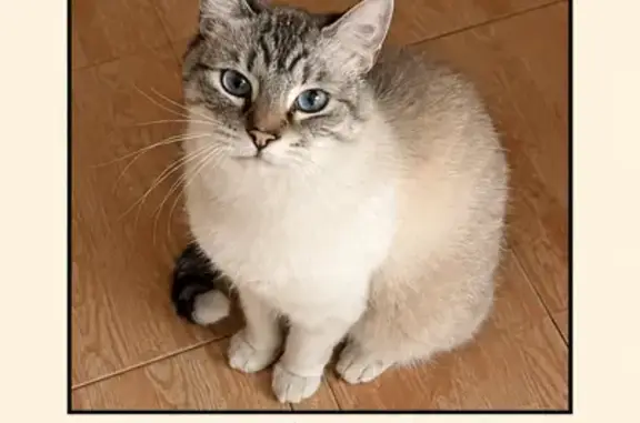 Gato perdido macho, Calle 1519, Ciudad de México, Mexico City — atigrado de ojos azules - photo