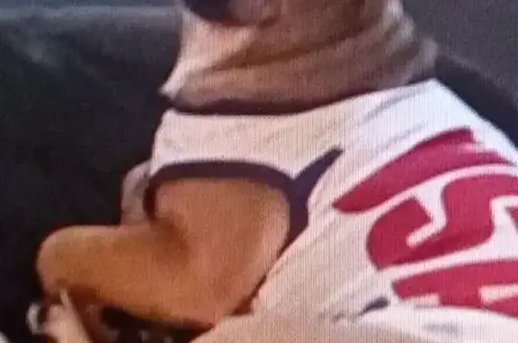 Lost male dog, Oak Street, 607;609;611;613;615;617;619, San Francisco — light brown, 15 pounds - photo