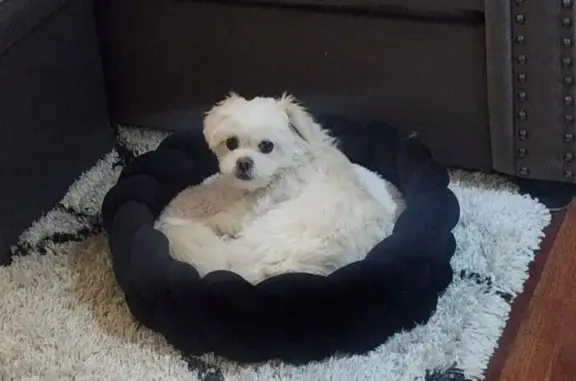 Lost dog, Birchlawn Drive, Farmers Branch — small white Shih Tzu mix - photo