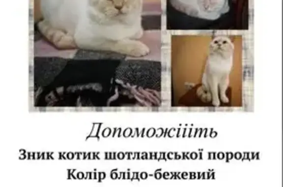 Зникла кішка, вулиця Довженка, 3, Хмельницький — блідо-бежева шотландської породи - photo