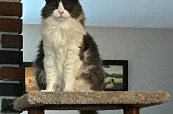 Lost cat, Orchard Road, 19, Ashland — male, grey and white, usually friendly - photo