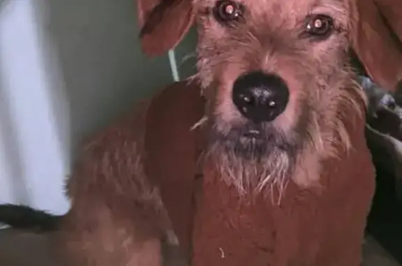 Cachorro perdido, Rua Prefeito...