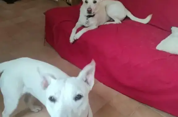 Perro perdido, 20 de Noviembre, 465, Morelia — pelo corto y blanco - photo