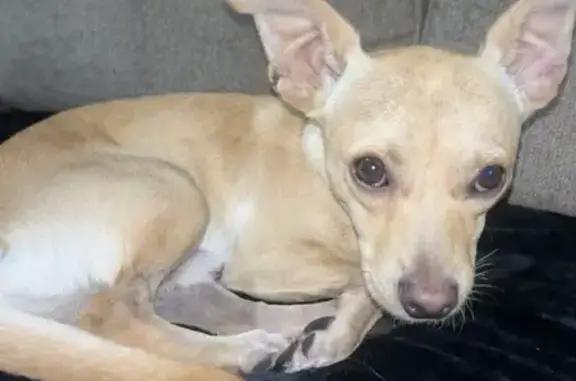 Found dog Bakersfield, photo: Found male dog, Cedarwood Drive, 3050, Bakersfield — friendly with pointed ears