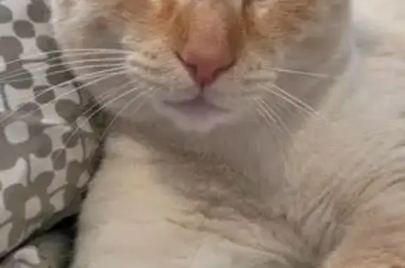 Lost male cat, Skyline Boulevard, 13170, Oakland, San Leandro — shy and talkative - photo