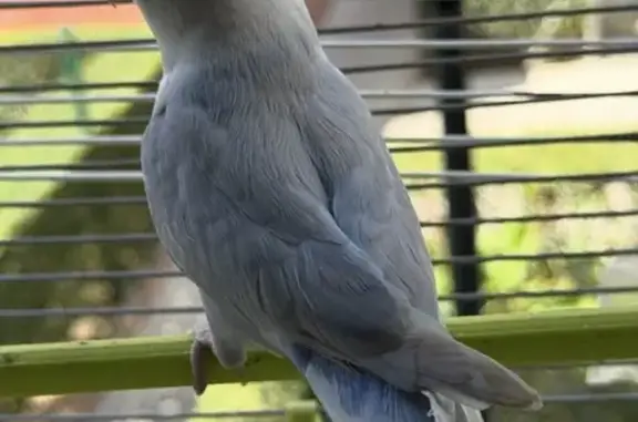 Búsqueda de mascotas, foto: Perdida ave, Calle de Palencia, Móstoles, Mostoles — sin anilla