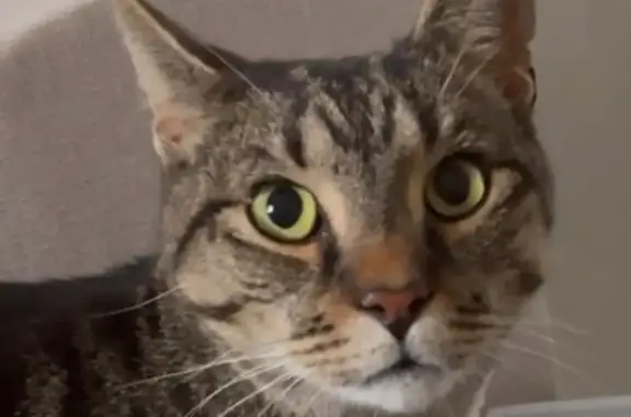 Missing cat Brisbane, photo: Lost cat, Brisbane, Queensland, Oxford Park — medium-haired grey tabby